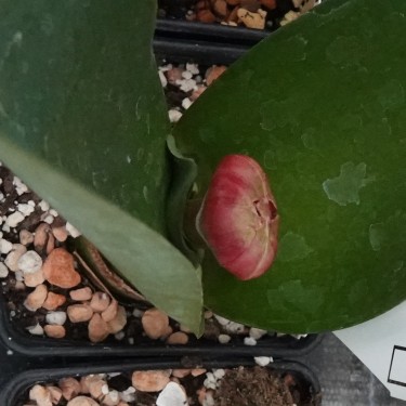 Haemanthus AlCo 'Klara'