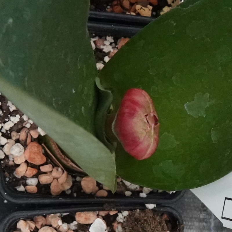 Haemanthus AlCo 'Klara'