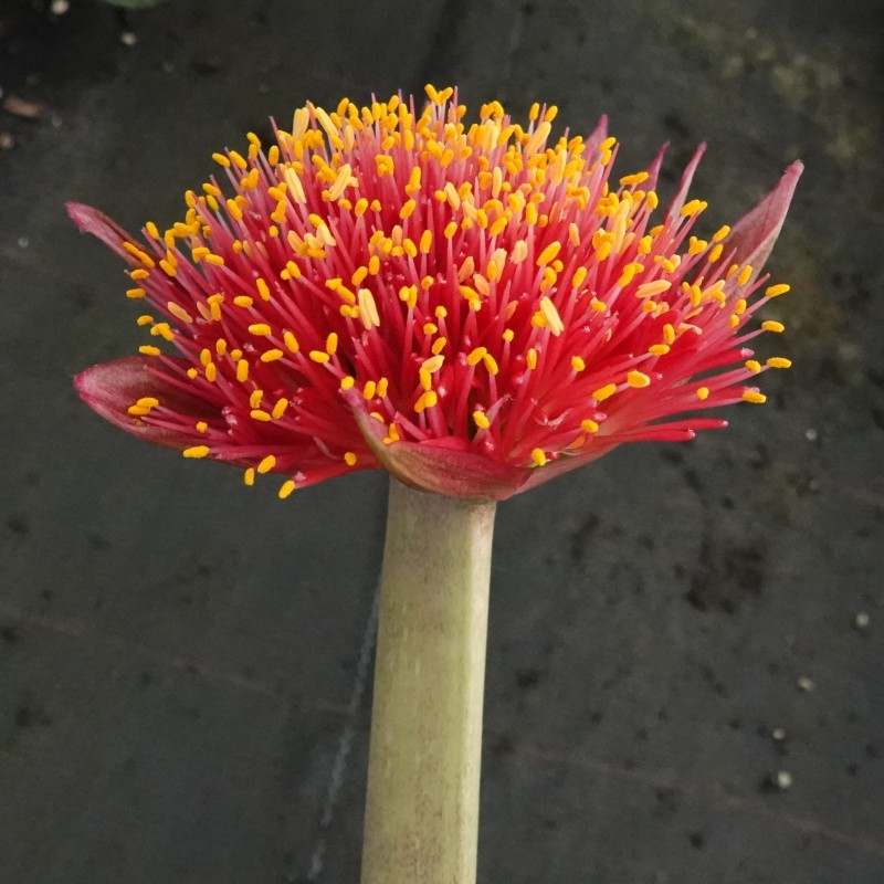 Haemanthus AlCo 'Lisa'