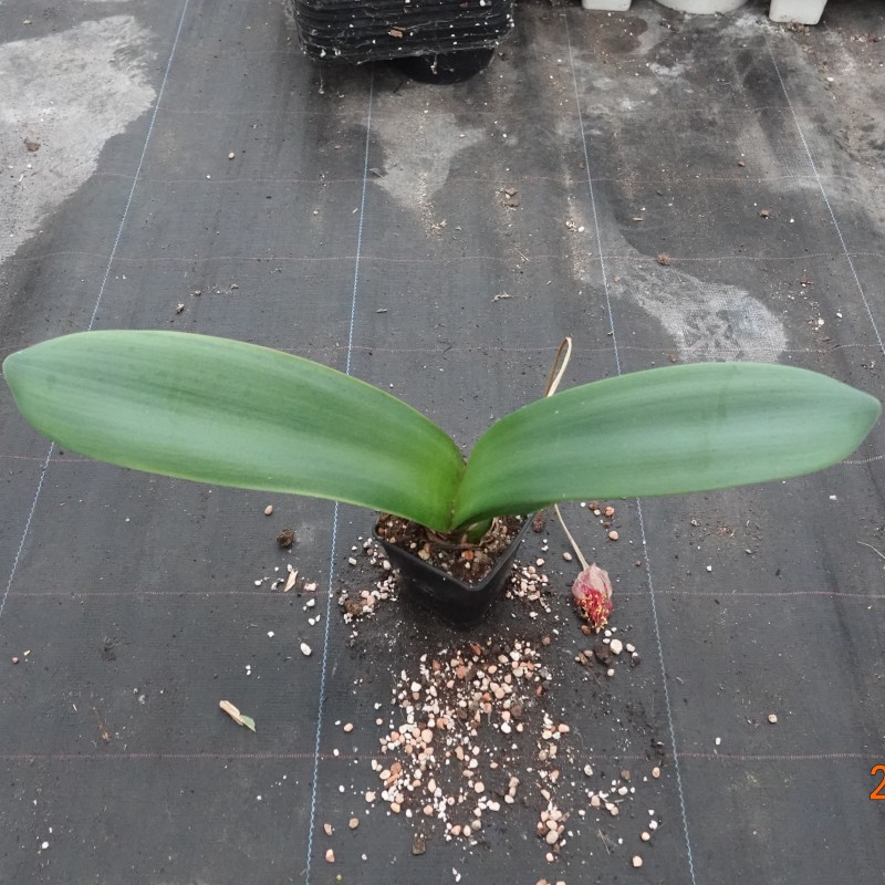 Haemanthus AlCo 'Milou'