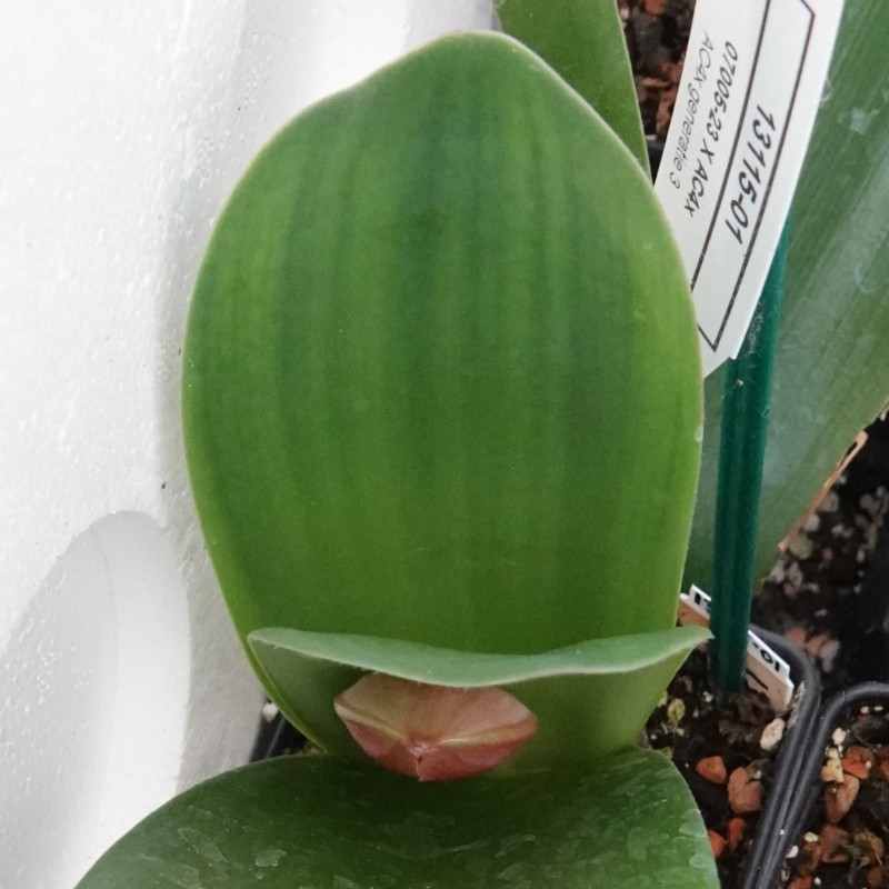 Haemanthus AlCo 'Milou'