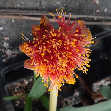 Haemanthus AlCo 'Nala'