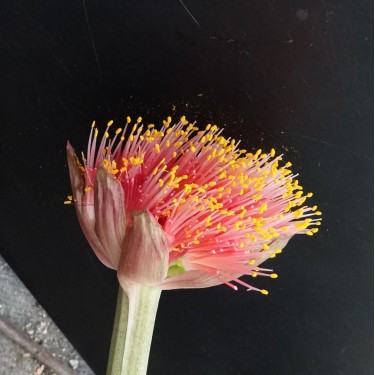 Haemanthus AlCo 'Nala'