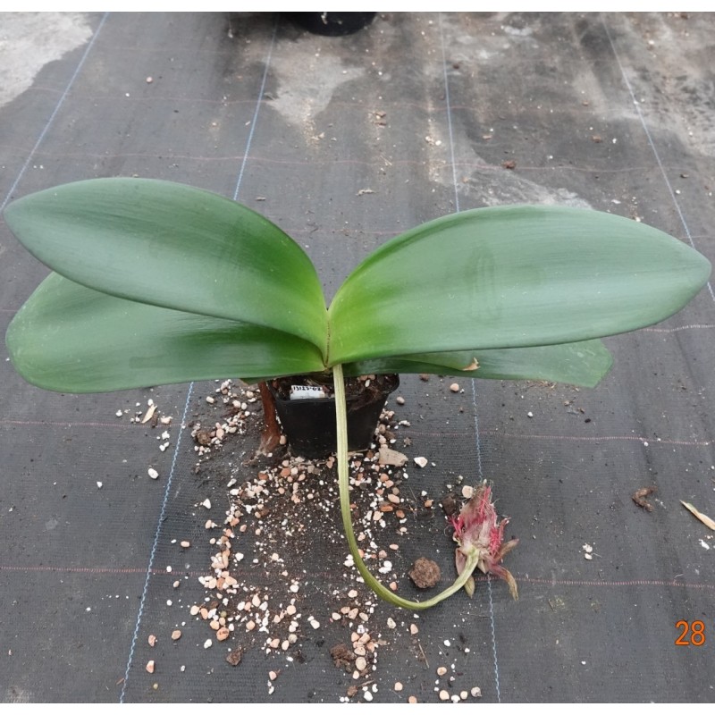 Haemanthus AlCo 'Nala'