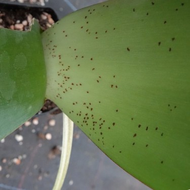 Haemanthus AlCo 'Nala'