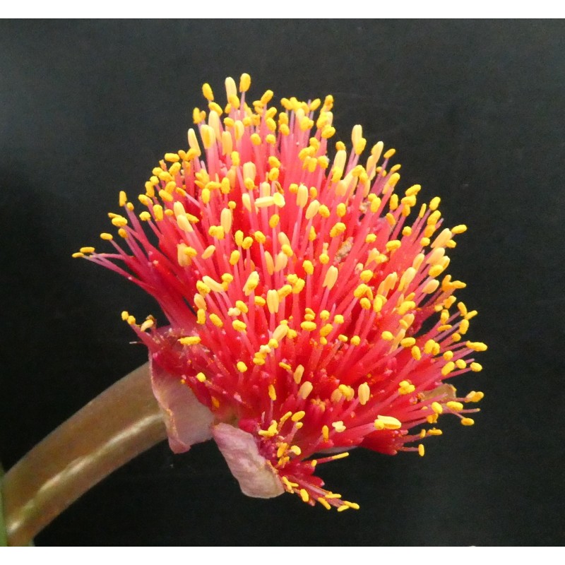 Haemanthus AlCo 'Odie'