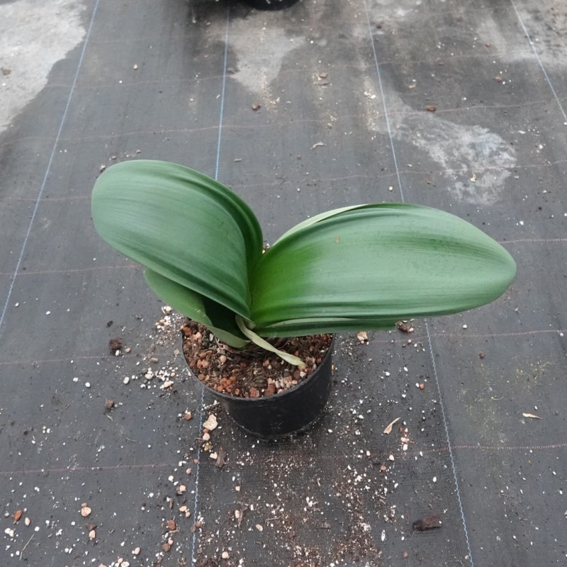 Haemanthus AlCo 'Odie'