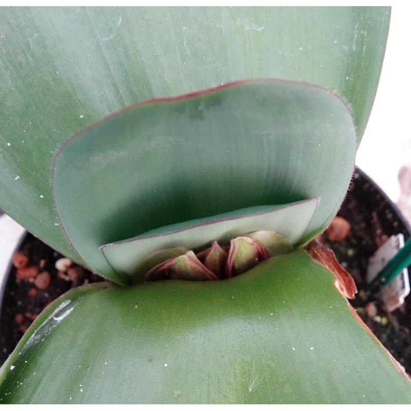 Haemanthus AlCo 'Odie'