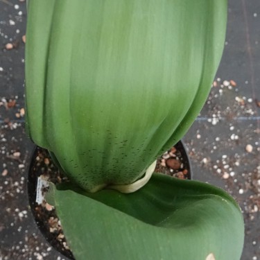 Haemanthus AlCo 'Odie'
