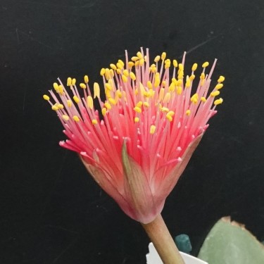Haemanthus AlCo 'Pam'