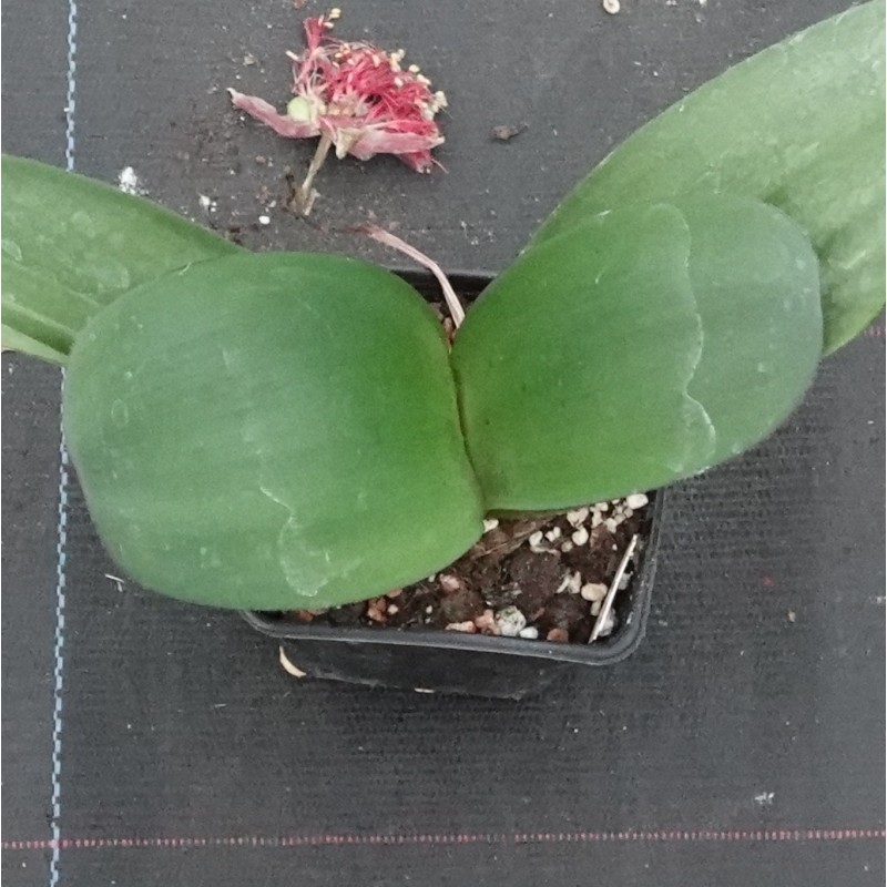 Haemanthus AlCo 'Pam'