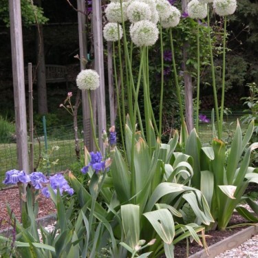 Allium 'White Giant' Allium 'White Giant'