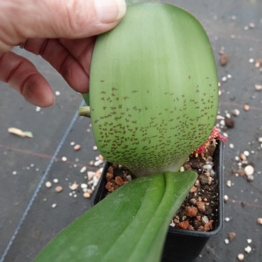 Haemanthus AlCo 'Pam'