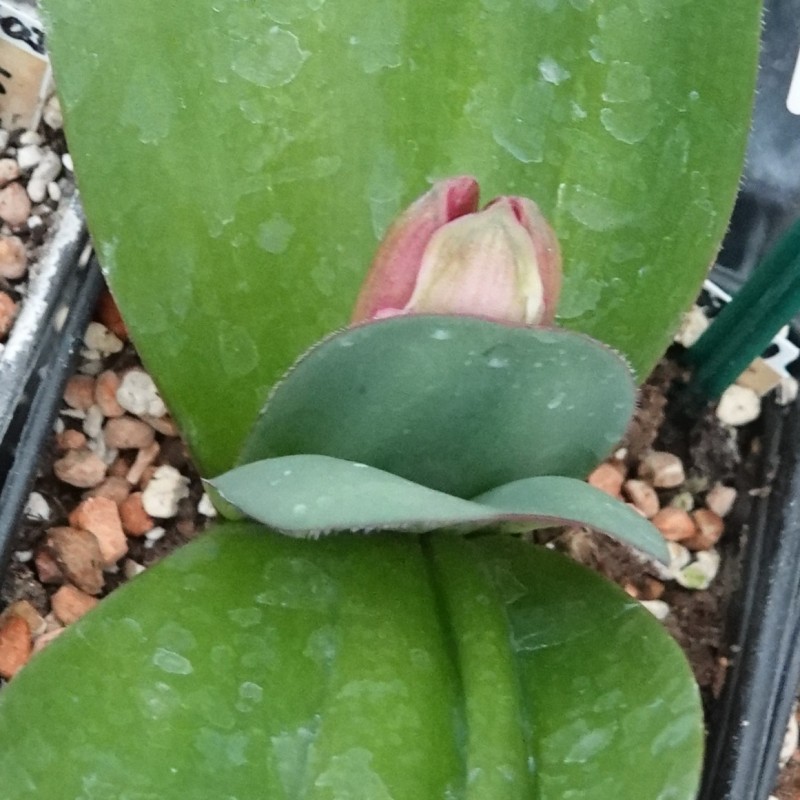Haemanthus AlCo 'Pam'