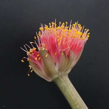 Haemanthus AlCo 'Quiara'