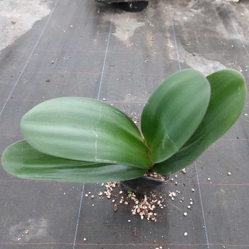 Haemanthus AlCo 'Quiara'