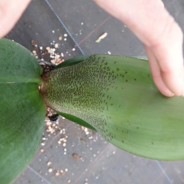 Haemanthus AlCo 'Quiara'