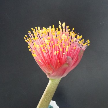 Haemanthus AlCo 'Rixt'