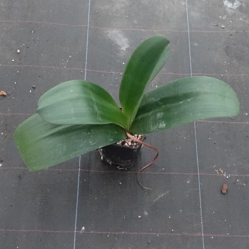 Haemanthus AlCo 'Rixt'