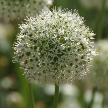 Allium 'White Giant' Allium 'White Giant'