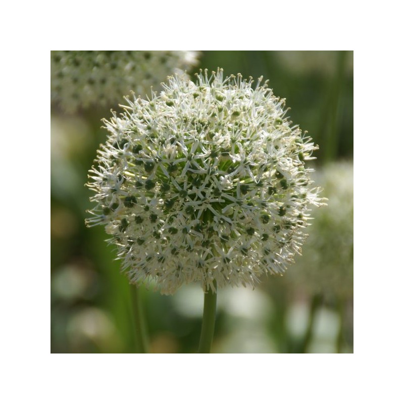 Allium 'White Giant' Allium 'White Giant'