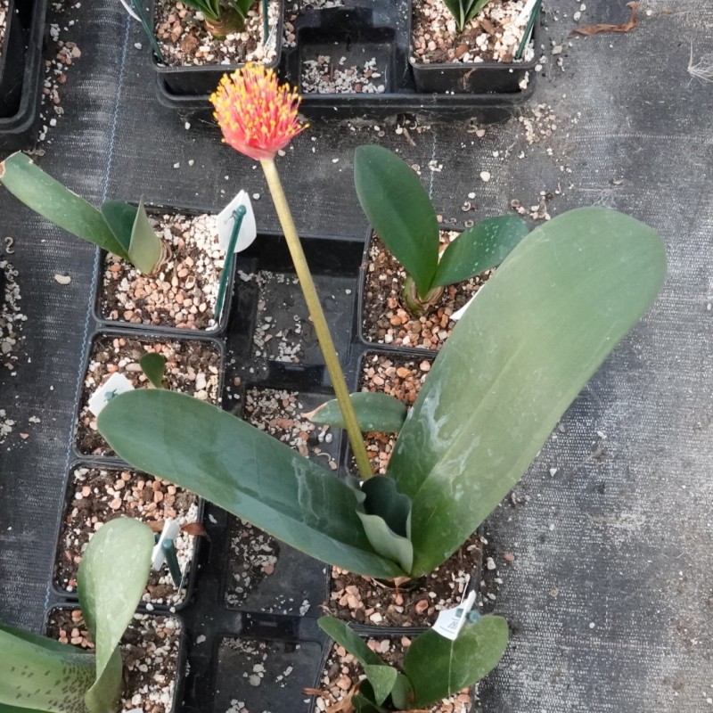 Haemanthus AlCo 'Rixt'