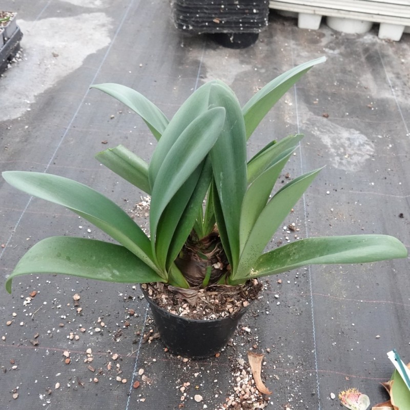 Haemanthus AlCo 'Sofie'