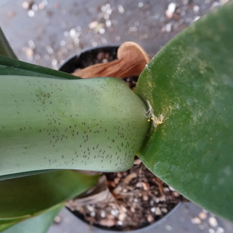 Haemanthus AlCo 'Sofie'