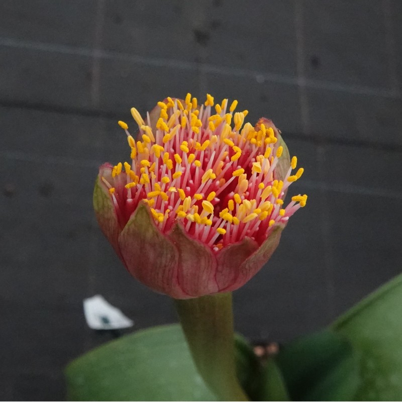 Haemanthus AlCo 'Thea'
