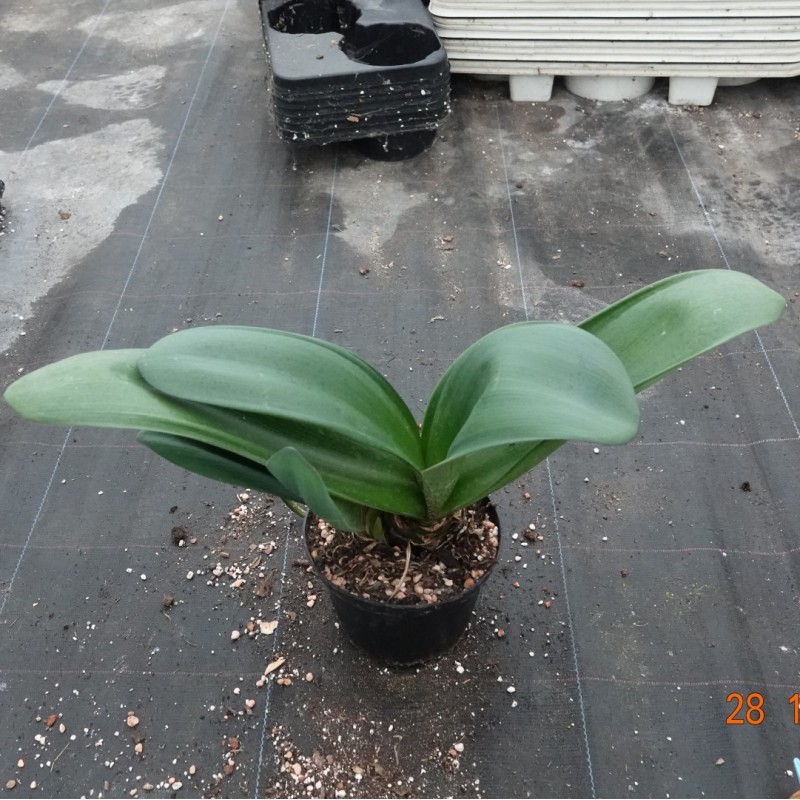 Haemanthus AlCo 'Thea'