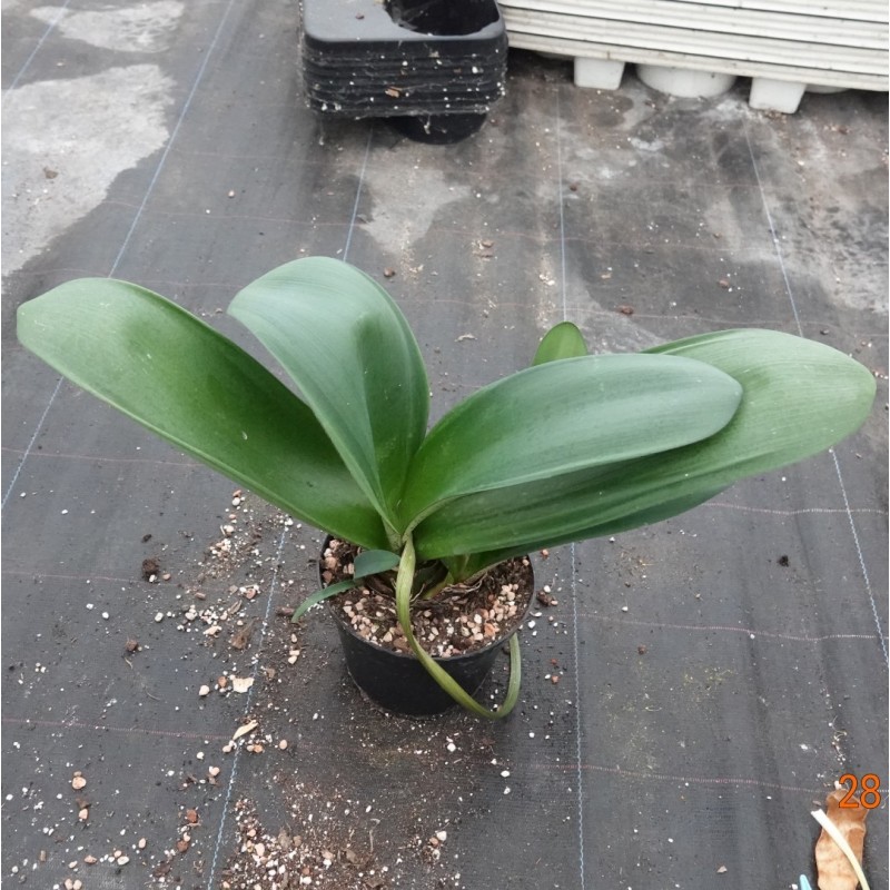 Haemanthus AlCo 'Thea'