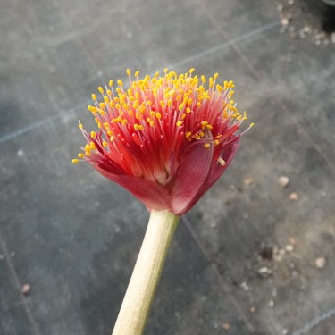 Haemanthus AlCo 'Ursula'