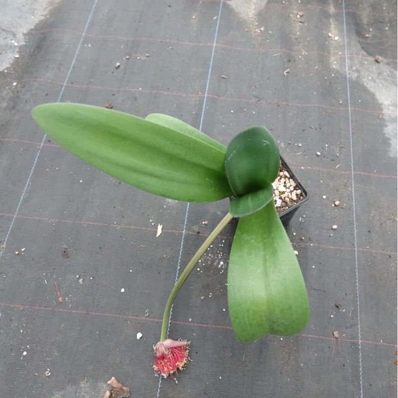 Haemanthus AlCo 'Ursula'