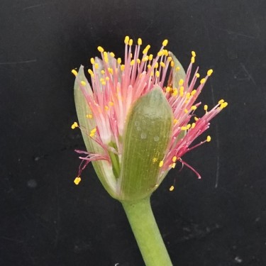 Haemanthus AlCo 'Veerle'