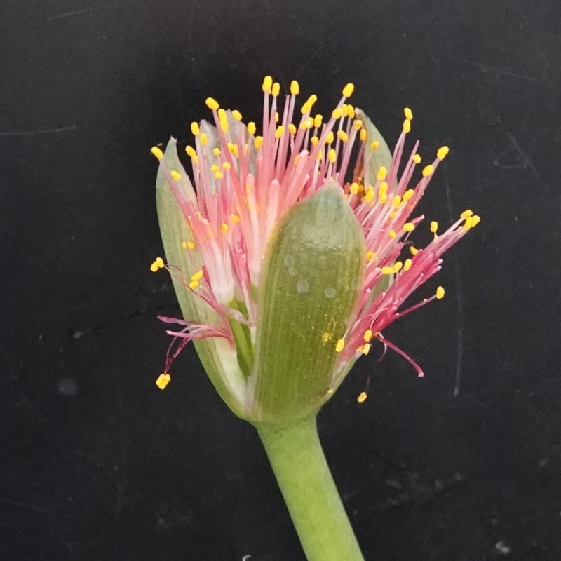 Haemanthus AlCo 'Veerle'