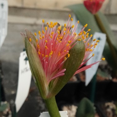Haemanthus AlCo 'Veerle'