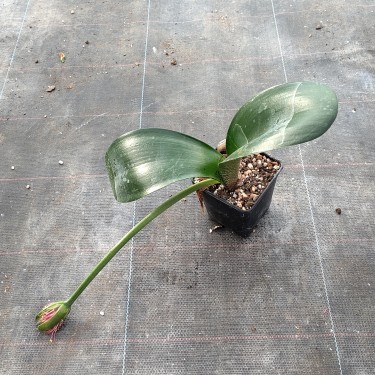 Haemanthus AlCo 'Veerle'