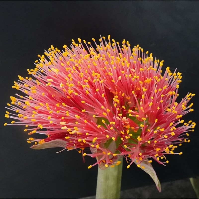 Haemanthus AlCo 'Wiesje'