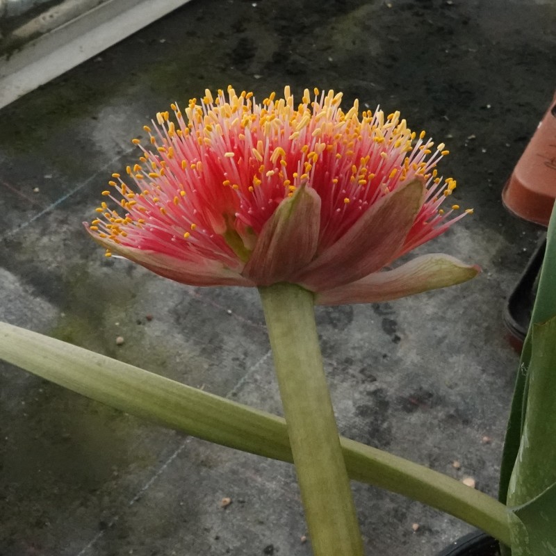 Haemanthus AlCo 'Wiesje'
