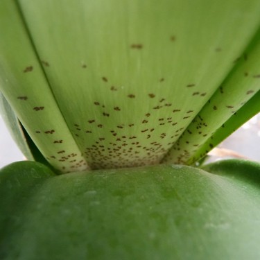 Haemanthus AlCo 'Wiesje'
