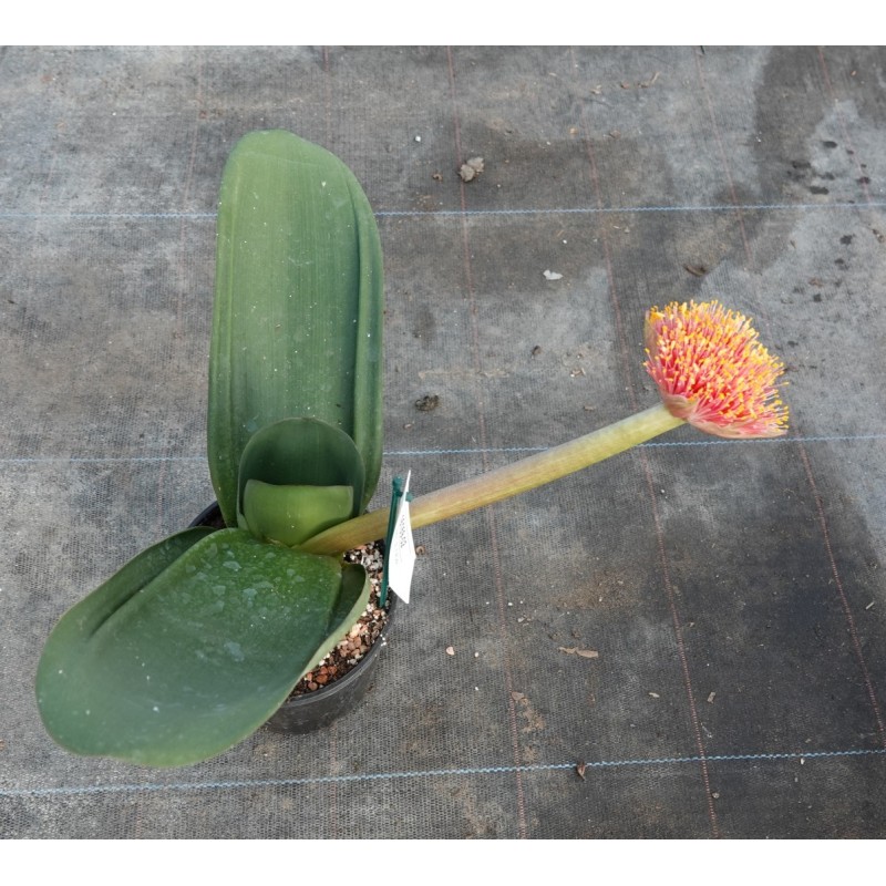 Haemanthus AlCo 'Wiesje'