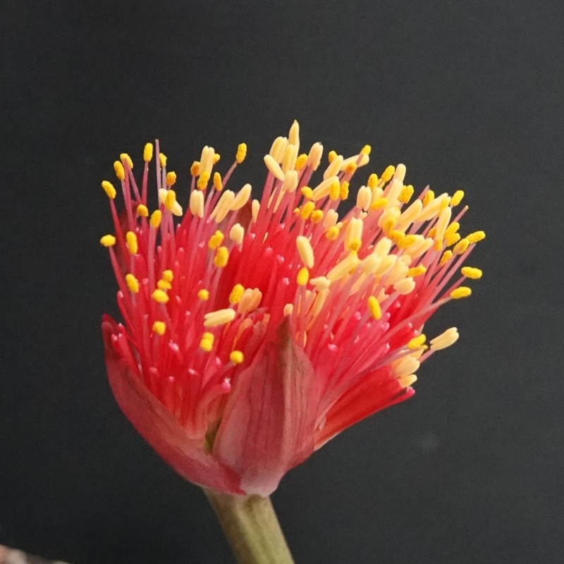 Haemanthus AlCo 'Xerna'