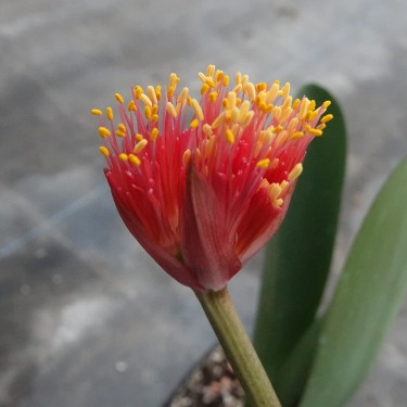 Haemanthus AlCo 'Xerna'