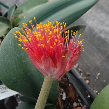 Haemanthus AlCo 'Xerna'