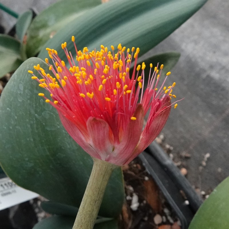 Haemanthus AlCo 'Xerna'