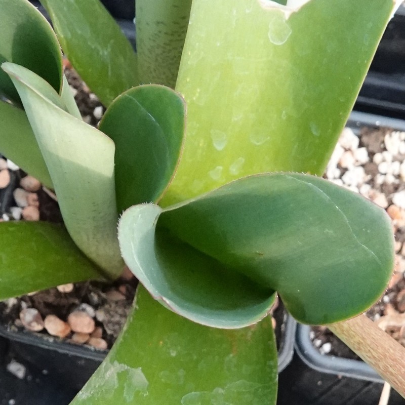 Haemanthus AlCo 'Xerna'