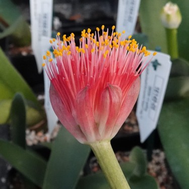 Haemanthus AlCo 'Yvet'