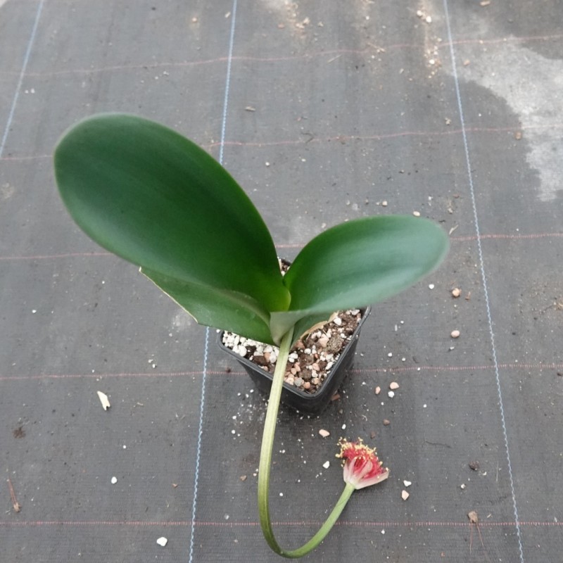 Haemanthus AlCo 'Yvet'