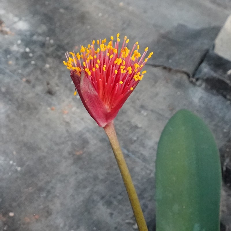 Haemanthus AlCo 'Zaira'
