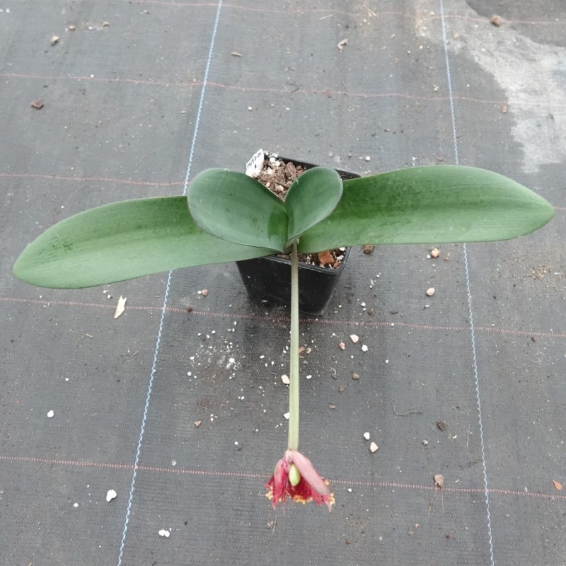 Haemanthus AlCo 'Zaira'